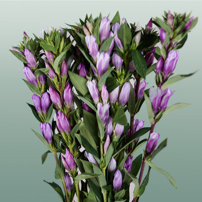 Gentiana Pink Sky (10 Stems)