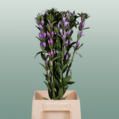 Gentiana Pink Sky (10 Stems)