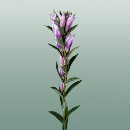 Gentiana Pink Sky (10 Stems)
