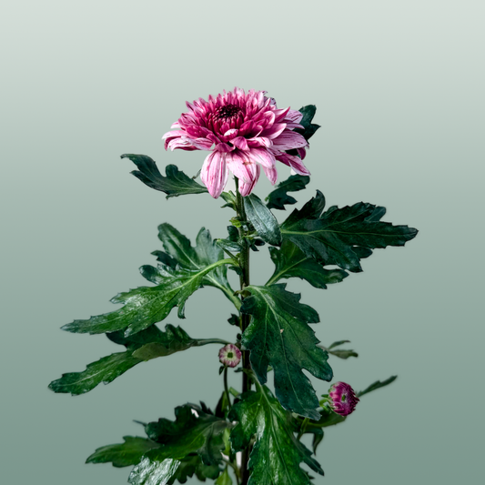 Chrysanthemum G Pip