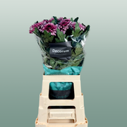 Chrysanthemum - Chrysanthemum (Indicum Grp) - Disbudded