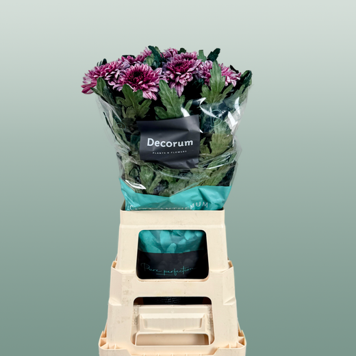 Chrysanthemum - Chrysanthemum (Indicum Grp) - Disbudded