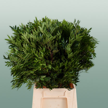 GR Pistacia (5 Bunches)