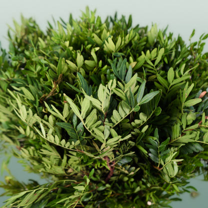 GR Pistacia (5 Bunches)