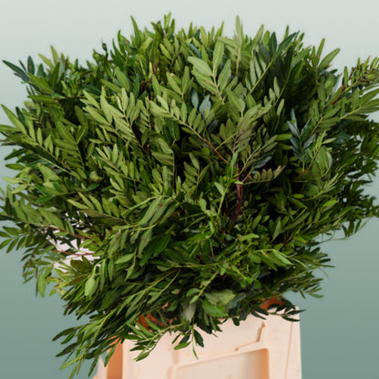 GR Pistacia (5 Bunches)