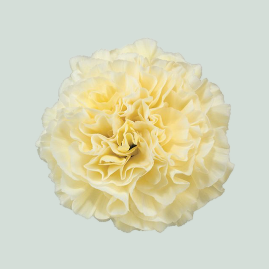 Carnation Standard Polimnia (20 Stems)