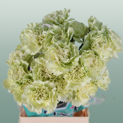 Carnation Standard Prado Mint (20 Stems)