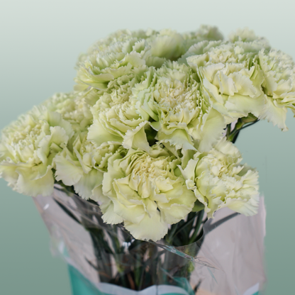 Carnation Standard Prado Mint (20 Stems)