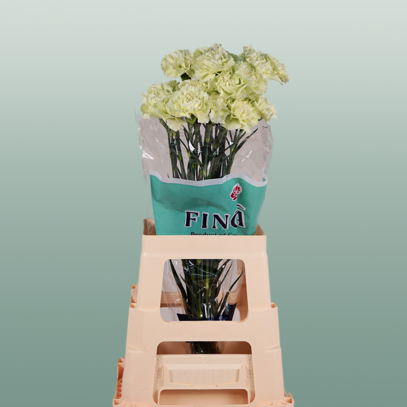 Carnation - Dianthus - Prado Mint