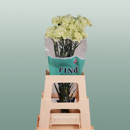 Carnation Standard Prado Mint (20 Stems)