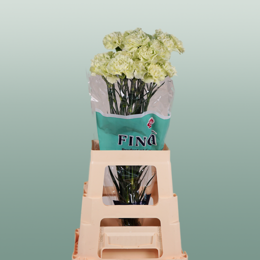Carnation - Dianthus - Prado Mint