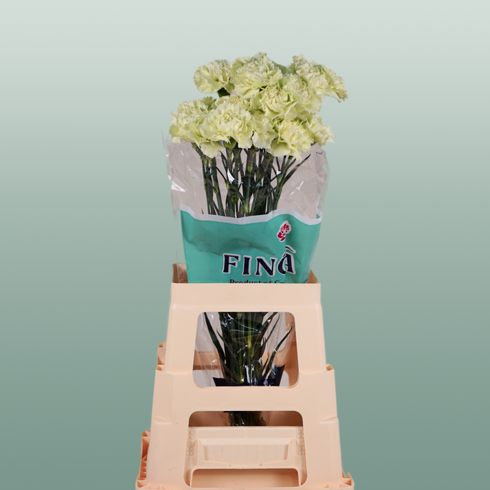 Carnation - Dianthus - Prado Mint