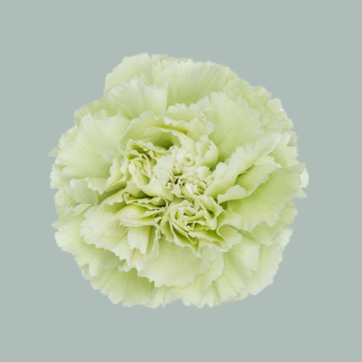 Carnation Standard Prado Mint (20 Stems)