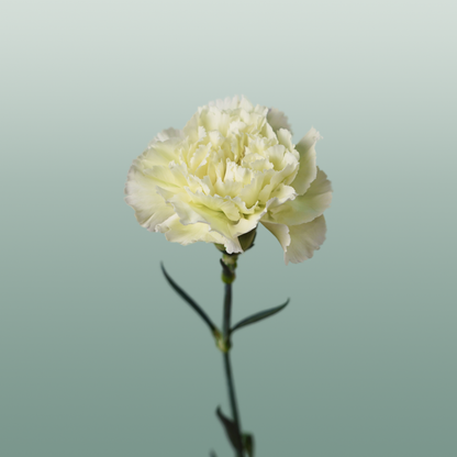 Carnation Standard Prado Mint (20 Stems)