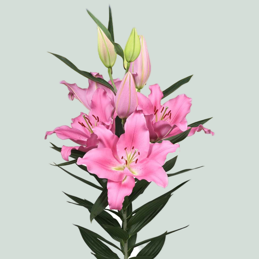 Lily Oriental Praiano (10 Stems)