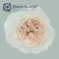 David Austin Purity Rose (12 Stems)