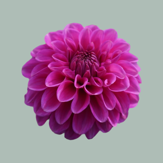 Dahlia Purple Fox (10 Stems)