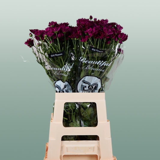 Chrysanthemum Spray Purple Star (20 Stems)