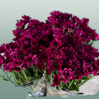 Chrysanthemum Spray Purple Star