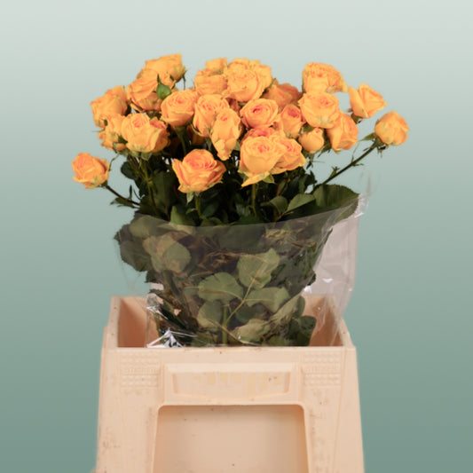 Spray Rose Ramona (10 Stems)