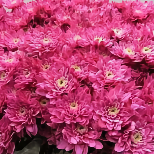Chrysanthemum Euro Dyed Light Red