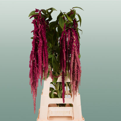 Amaranthus Hang Red Cord (10 Stems)