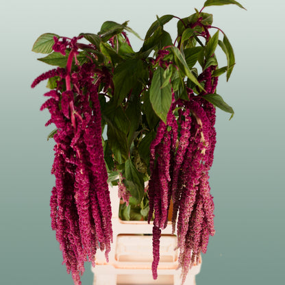 Amaranthus Hang Red Cord (10 Stems)