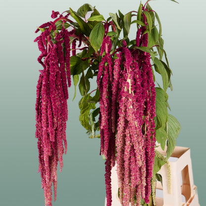 Amaranthus Hang Red Cord (10 Stems)