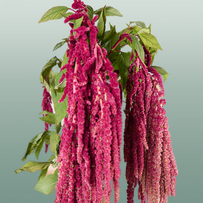 Amaranthus Hang Red Cord (10 Stems)