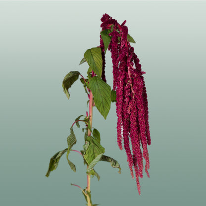 Amaranthus Hang Red Cord (10 Stems)