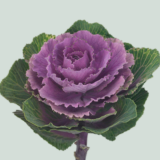 Brassica Red Crane (10 Stems)