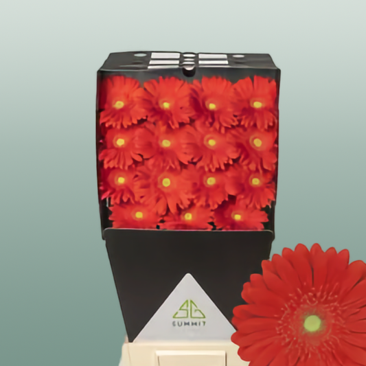 Gerbera Red Explosion