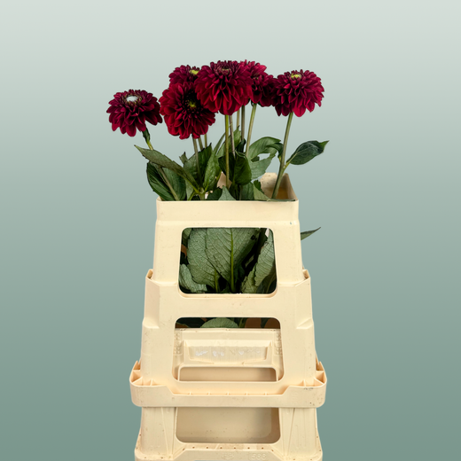 Dahlia Red Fox