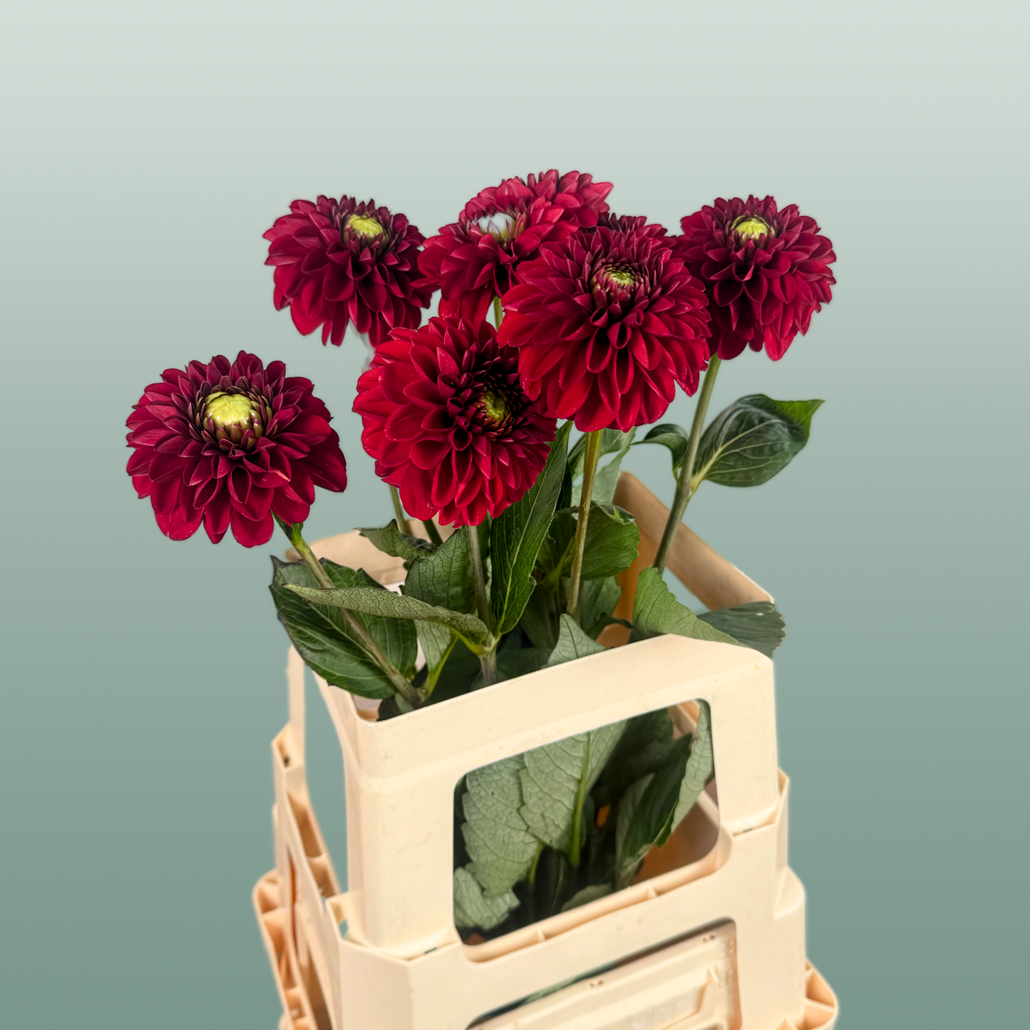 Dahlia Red Fox (10 Stems)