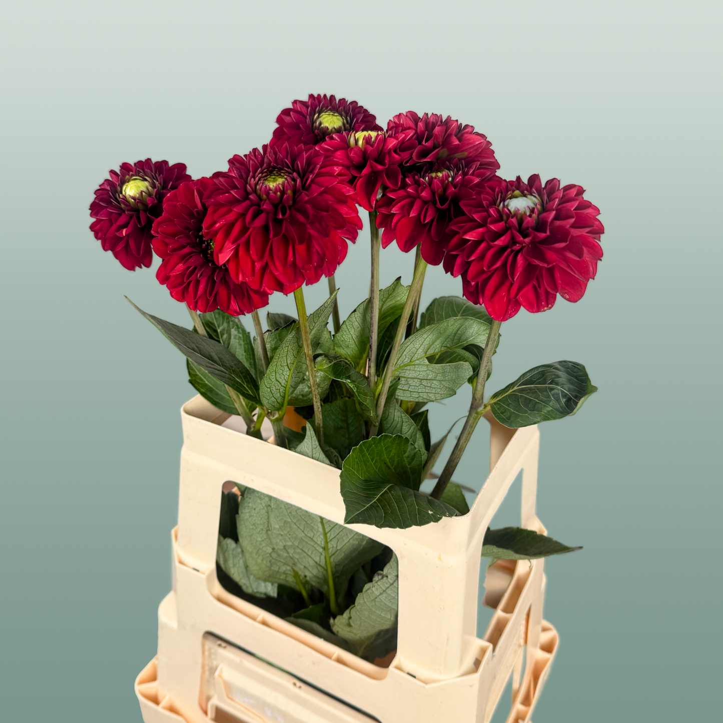 Dahlia Red Fox (10 Stems)