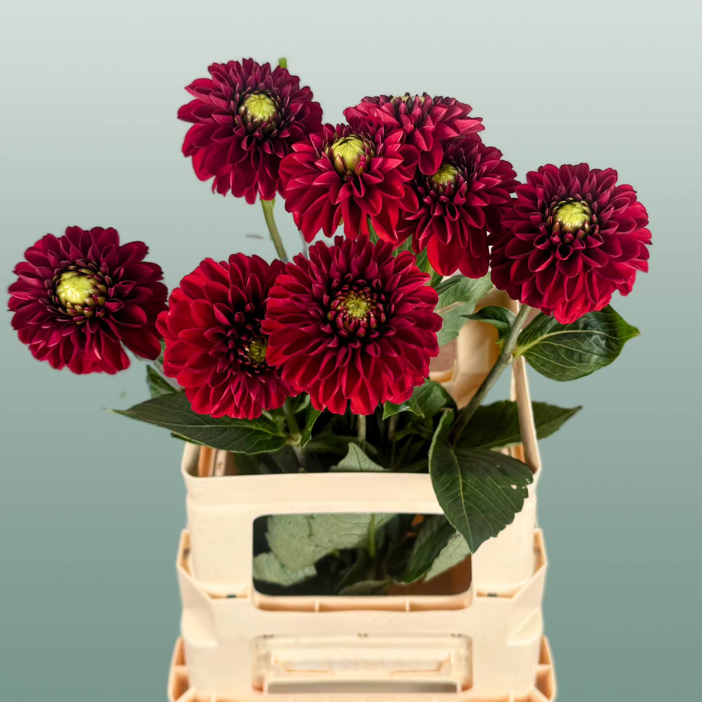 Dahlia Red Fox (10 Stems)
