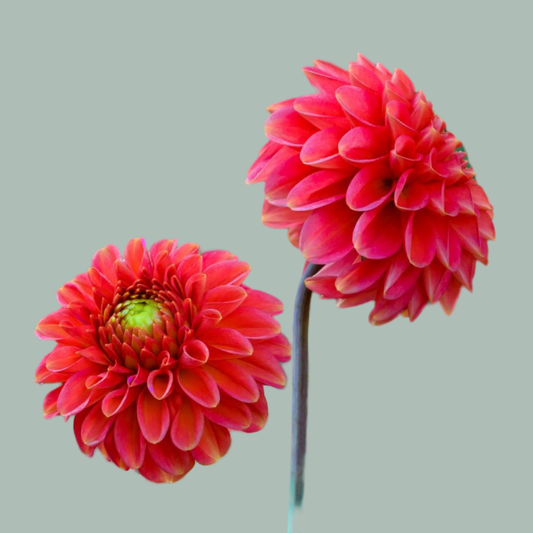 Dahlia Red Fox (10 Stems)