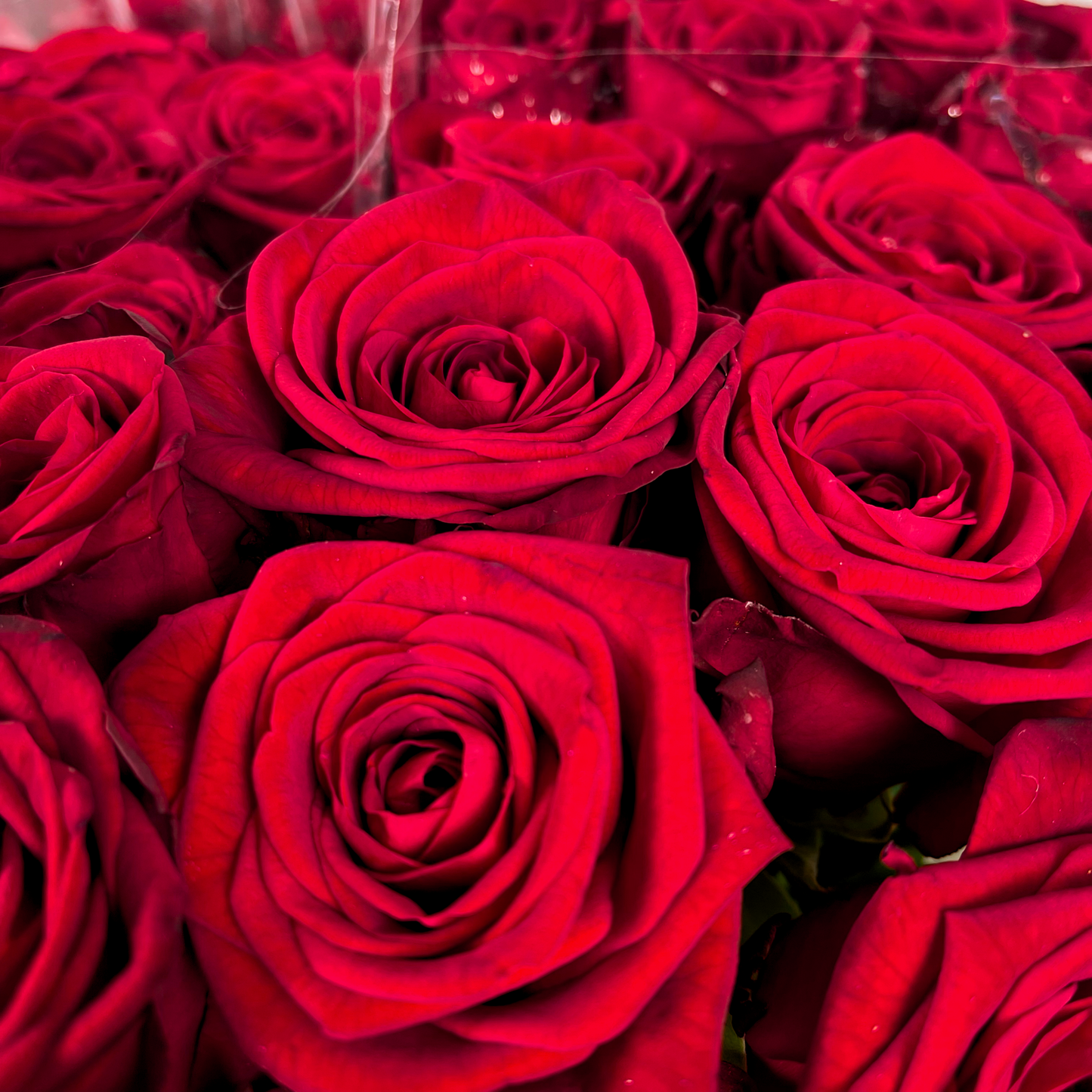 Rose Red Naomi 40-80cm (10 Stems)