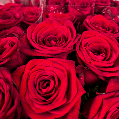 Rose Red Naomi (20 Stems)