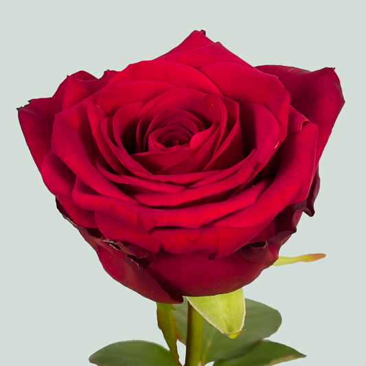 Rose Red Naomi 40-80cm (10 Stems)