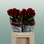 Rose - Rosa - Red Torch