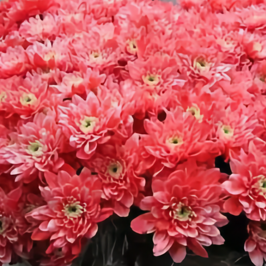 Chrysanthemum Euro Dyed Red
