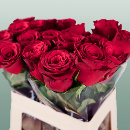 Rose Rhodos (20 Stems)