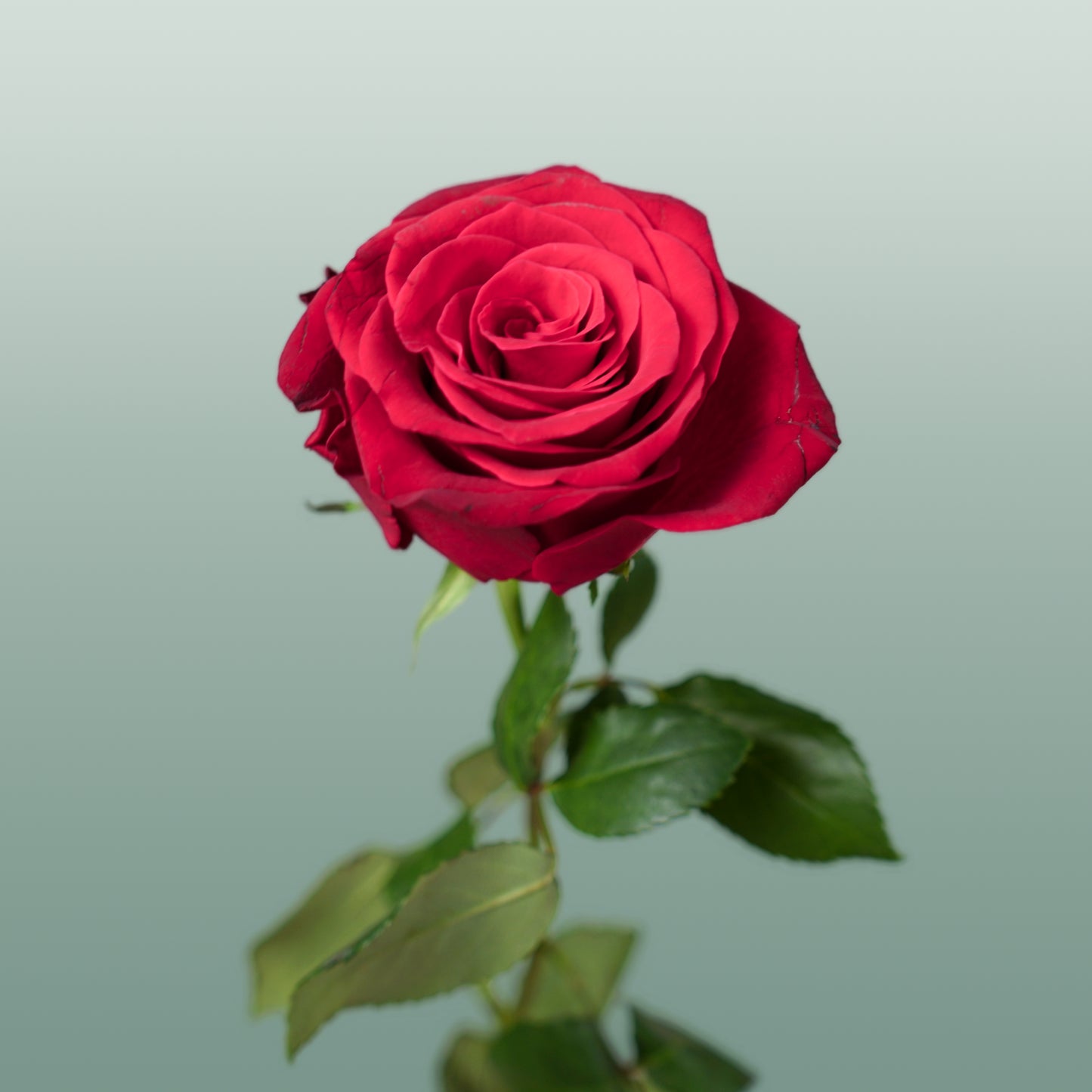 Rose Rhodos 40-70cm (20 Stems)