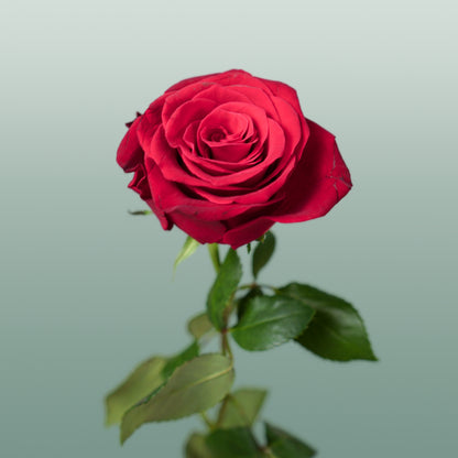 Rose Rhodos (20 Stems)