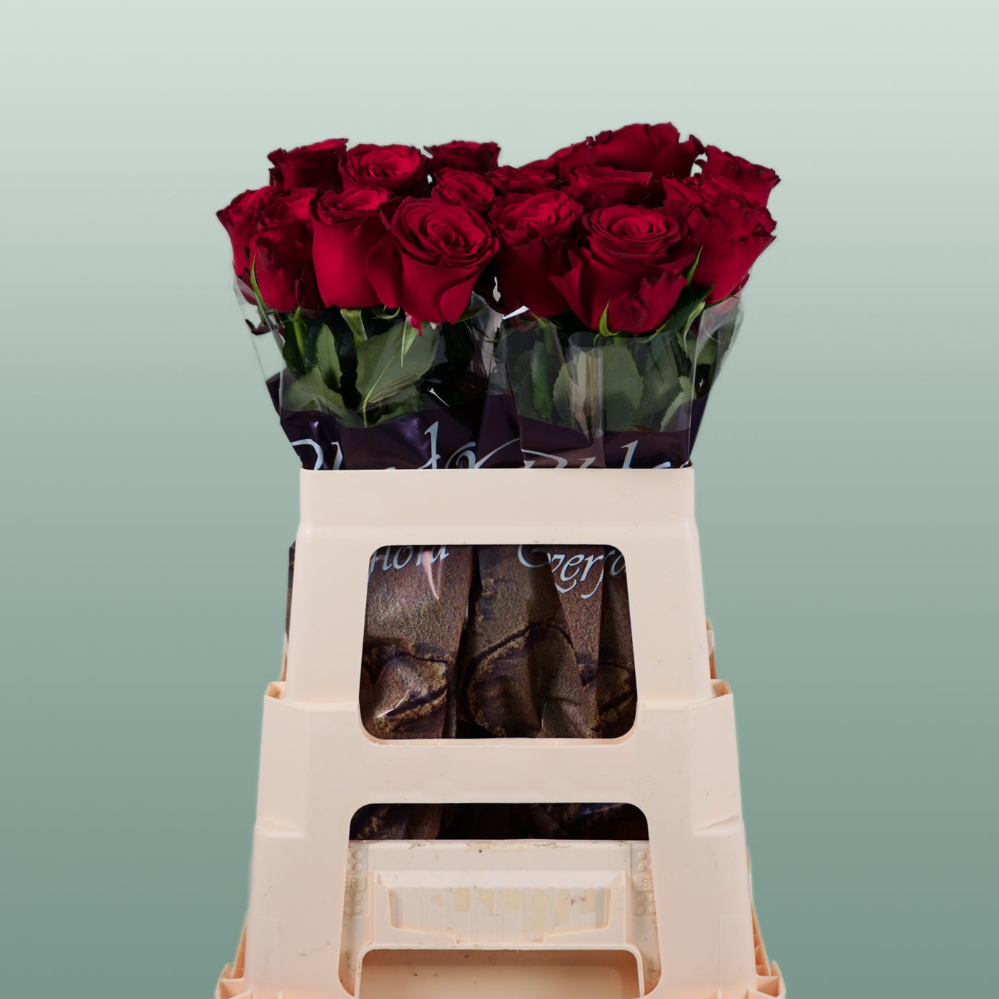 Rose Rhodos (20 Stems)
