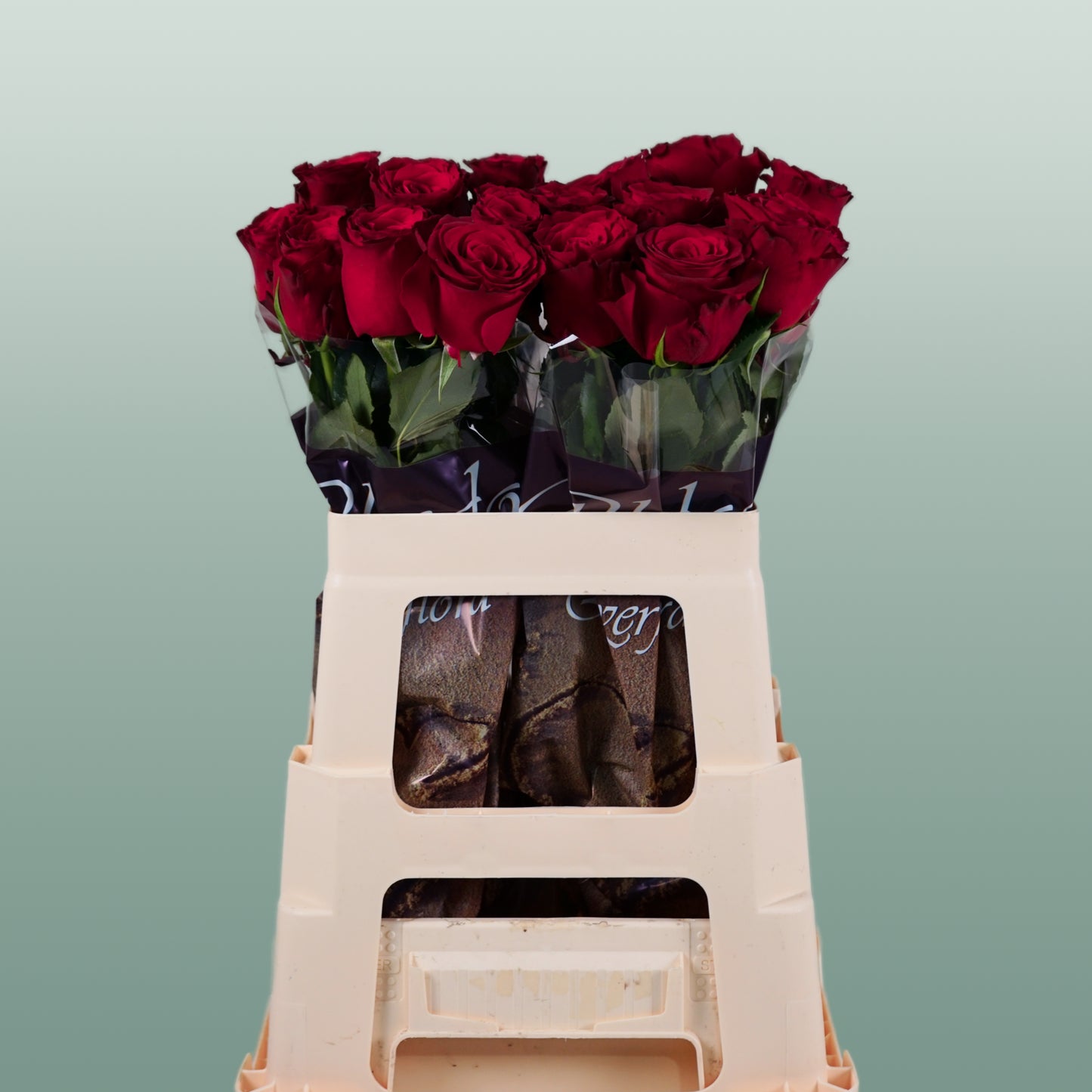 Rose Rhodos 40-70cm (20 Stems)
