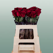 Rose - Rosa - Rhodos