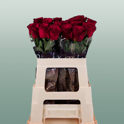 Rose Rhodos (20 Stems)