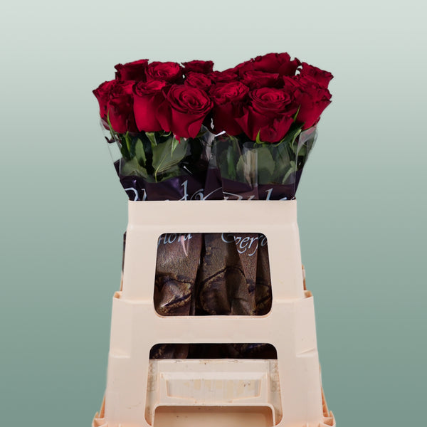 Rose Rhodos (20 Stems)